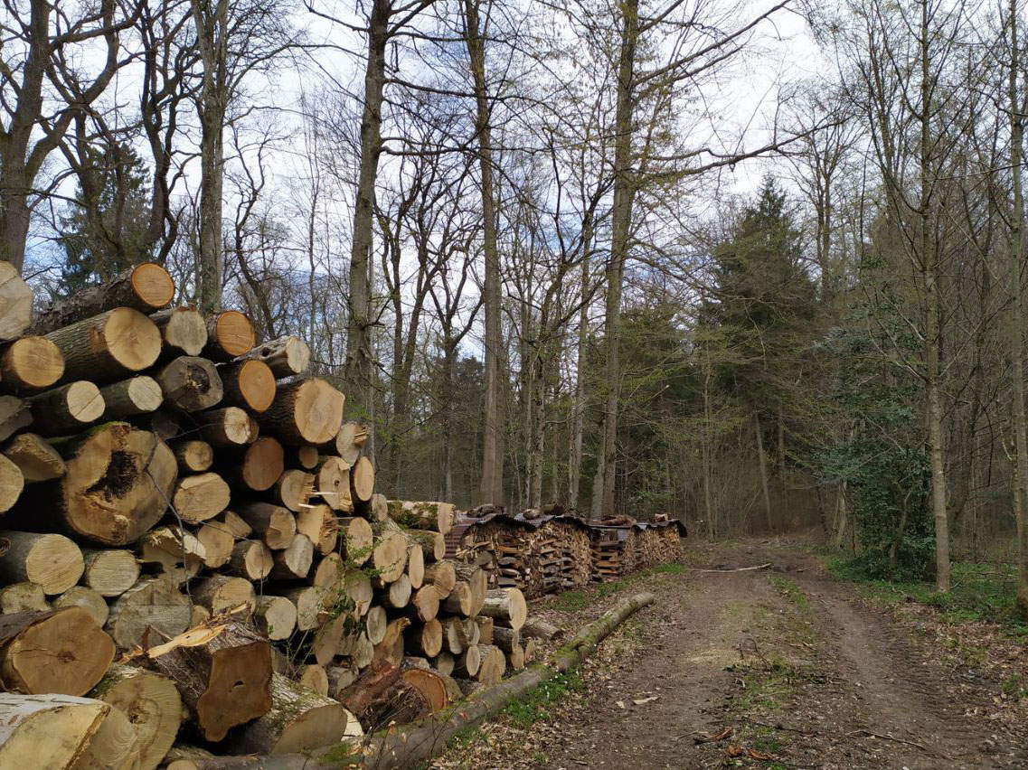 Giornata Internazionale Delle Foreste Alleanza Cooperative Bene