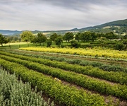 Toscana: fioriture anticipate, attenzione a gelate tardive