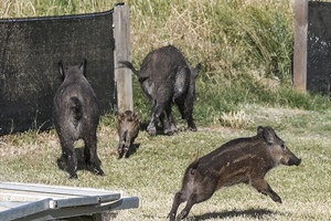 Allarme cinghiali, Fedagripesca Toscana: “Preoccupante rimozione del problema”