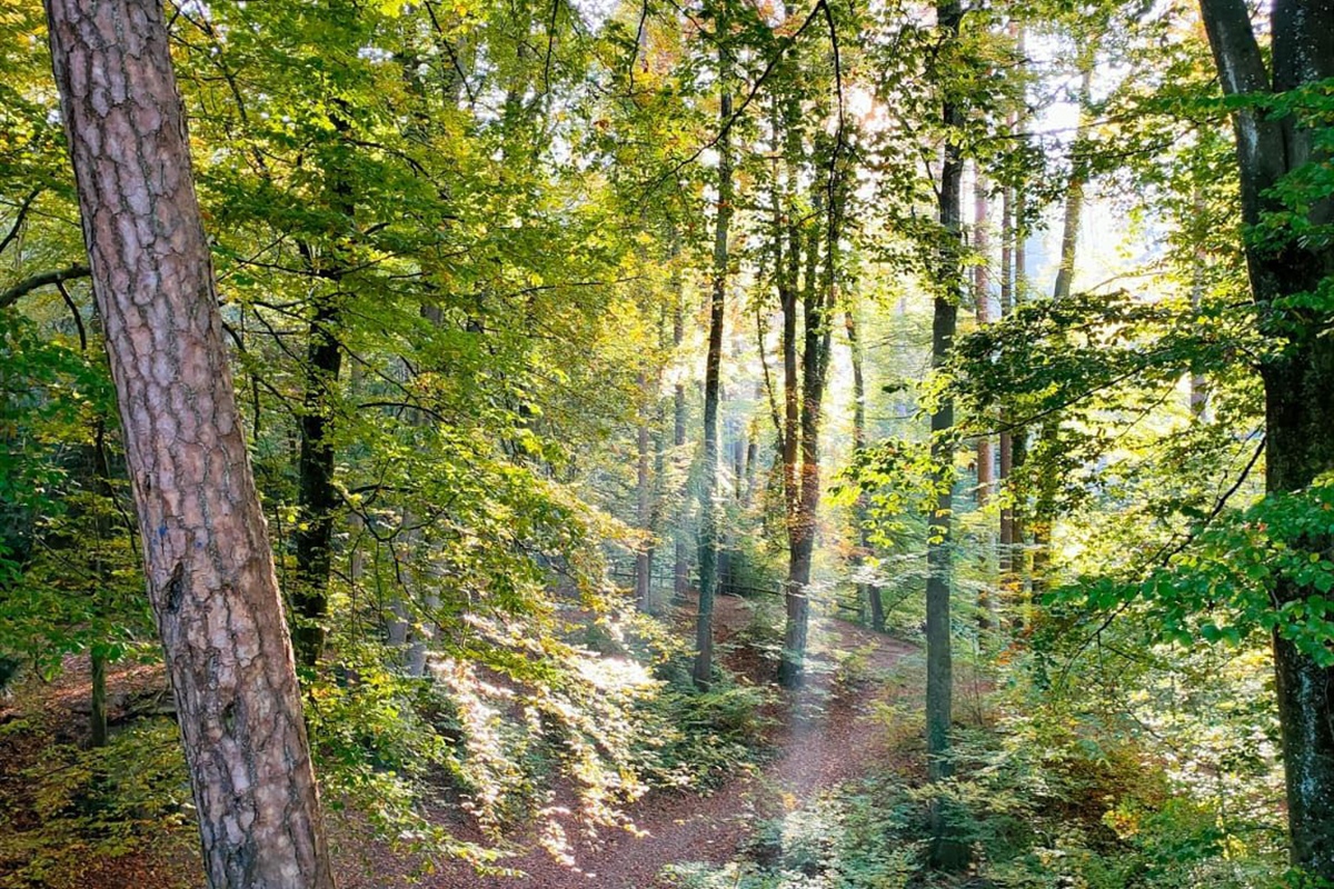 Giornata internazionale delle foreste, Alleanza Cooperative: “bene annuncio del nuovo inventario forestale nazionale”