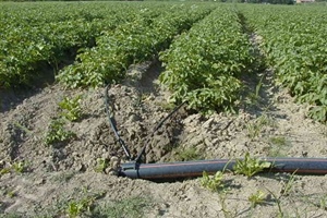 Giornata mondiale dell’acqua: l’ortofrutta in prima fila contro gli sprechi. Il progetto in&out