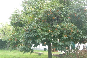 A Savignano sul Panaro l’albero sopravvissuto a Nagasaki