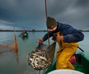 Pesca, a Orbetello un convegno sull'anguilla e il futuro della filiera