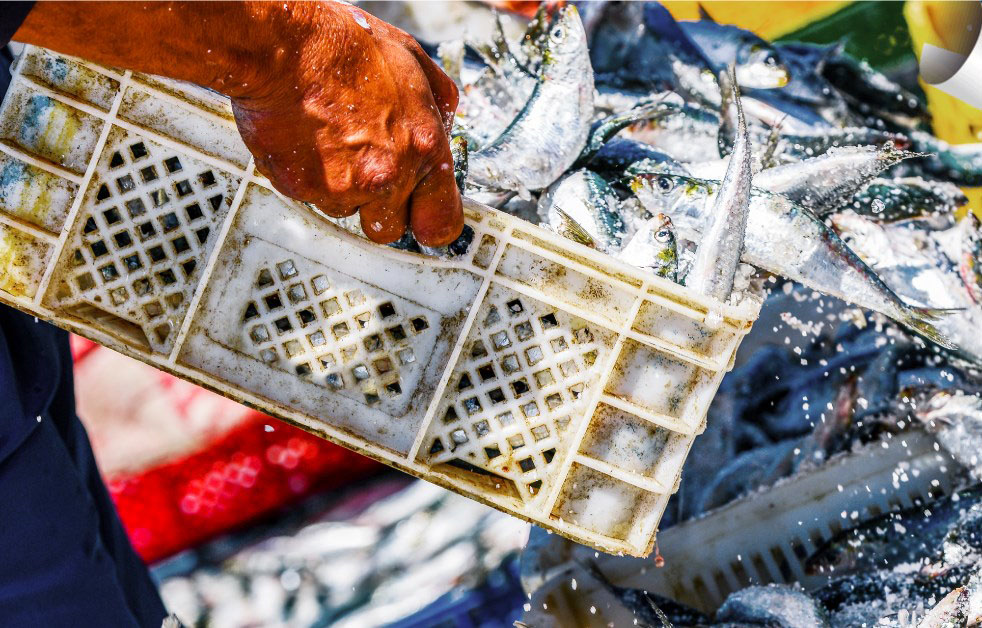 Piano d’Azione Ue sulla pesca: l’Alleanza delle Cooperative ribadisce il proprio no davanti al Parlamento italiano