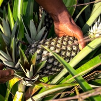 Ananas Dolcetto, si chiude in positivo il progetto in Togo