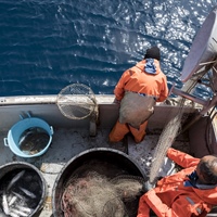 Fedagripesca: “Serve un nuovo patto tra Ue e produttori per salvare il mare e la pesca”