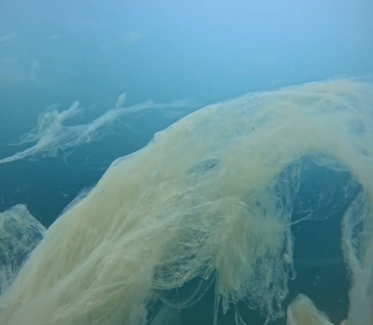 Mucillagine, Fedagripesca: È allarme in tutto l’Adriatico, occorrono monitoraggio e misure sociali pesca