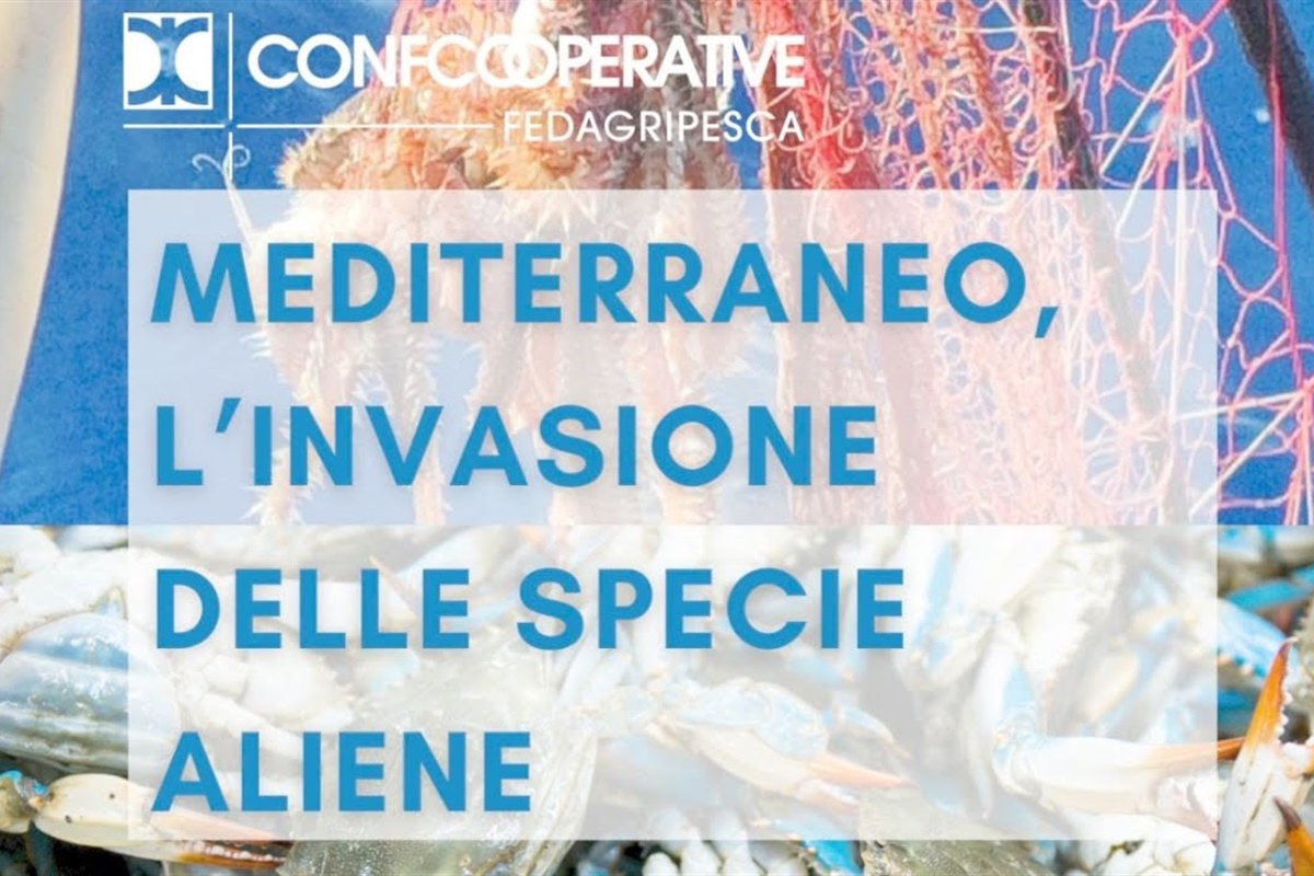 Mediterraneo, l'invasione delle specie aliene che minacciano produzioni ittiche e pesca