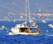 Caldo, granchio blu e vermocane frenano la pesca