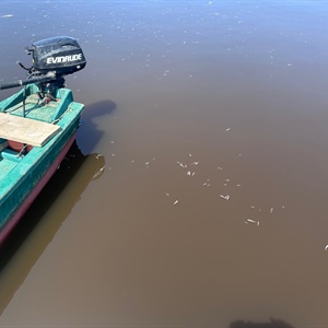 Orbetello, Fedagripesca Toscana: “Bene, l'intervento della Regione, ma per i problemi della Laguna servono soluzioni strutturali”