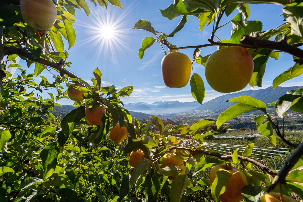 Ortofrutta, ricavi e liquidato in crescita per Melinda, il fatturato sale a 350 milioni