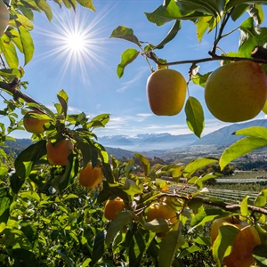 Ortofrutta, ricavi e liquidato in crescita per Melinda, il fatturato sale a 350 milioni