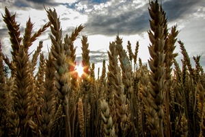 Mercosur, Drei: “No ad accordo se non vengono garantite condizioni di parità, occorre reciprocità sui processi produttivi”