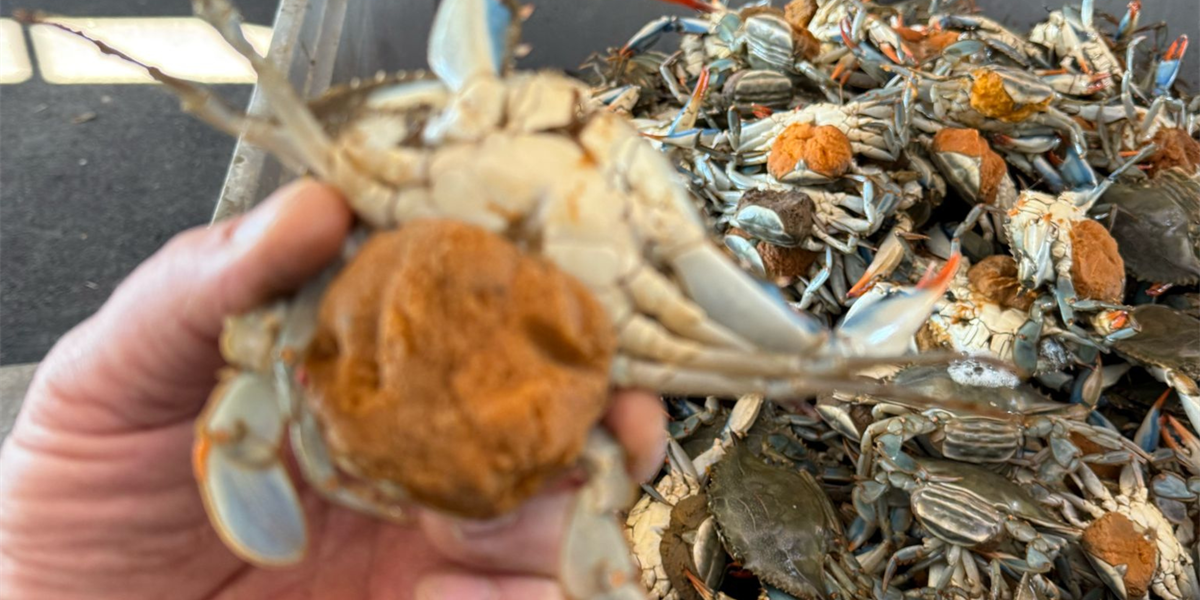 Caccia al granchio blu nel Delta del Po: la controffensiva dei pescatori per salvare le vongole