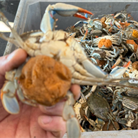 Caccia al granchio blu nel Delta del Po: la controffensiva dei pescatori per salvare le vongole