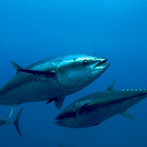 Tonno e Clima, doppia minaccia per il Mediterraneo e la pesca