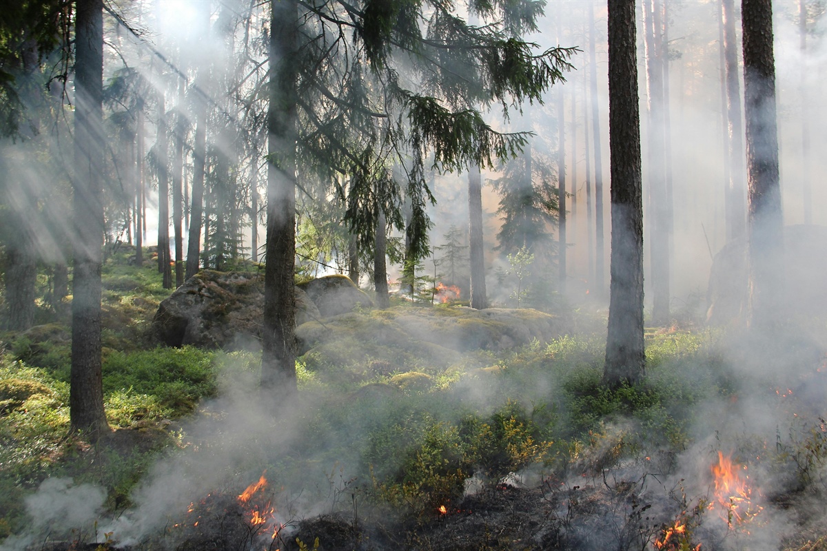 Incendi, nel 2025 già bruciati 30.000 ettari. “puntare sulla prevenzione con la gestione forestale delle cooperative”
