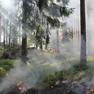 Incendi, nel 2025 già bruciati 30.000 ettari. “puntare sulla prevenzione con la gestione forestale delle cooperative”