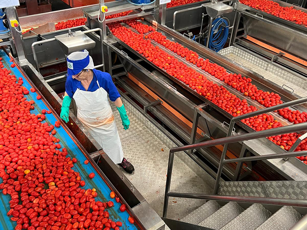 Pomodoro: Conserve Italia, al via campagna raccolta da 500.000 tonnellate, +19,5% rispetto al 2024