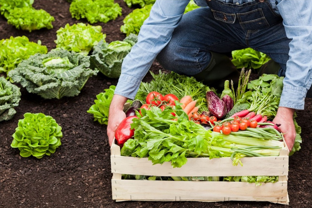 Agricoltura biologica, al via lo sportello Cooperabio