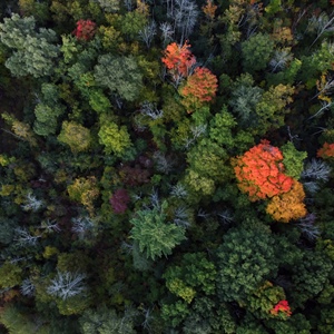 Forestali, raggiunta intesa su ccnl