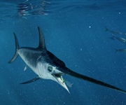 Pesce spada: al via la sperimentazione ‘trapline’, coinvolti 500 pescherecci