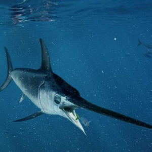 Pesce spada: al via la sperimentazione ‘trapline’, coinvolti 500 pescherecci