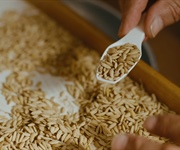Crisi del riso, Confcooperative Piemonte: “Risaie asciutte, prezzi dimezzati e costi insostenibili. Il settore è al collasso”