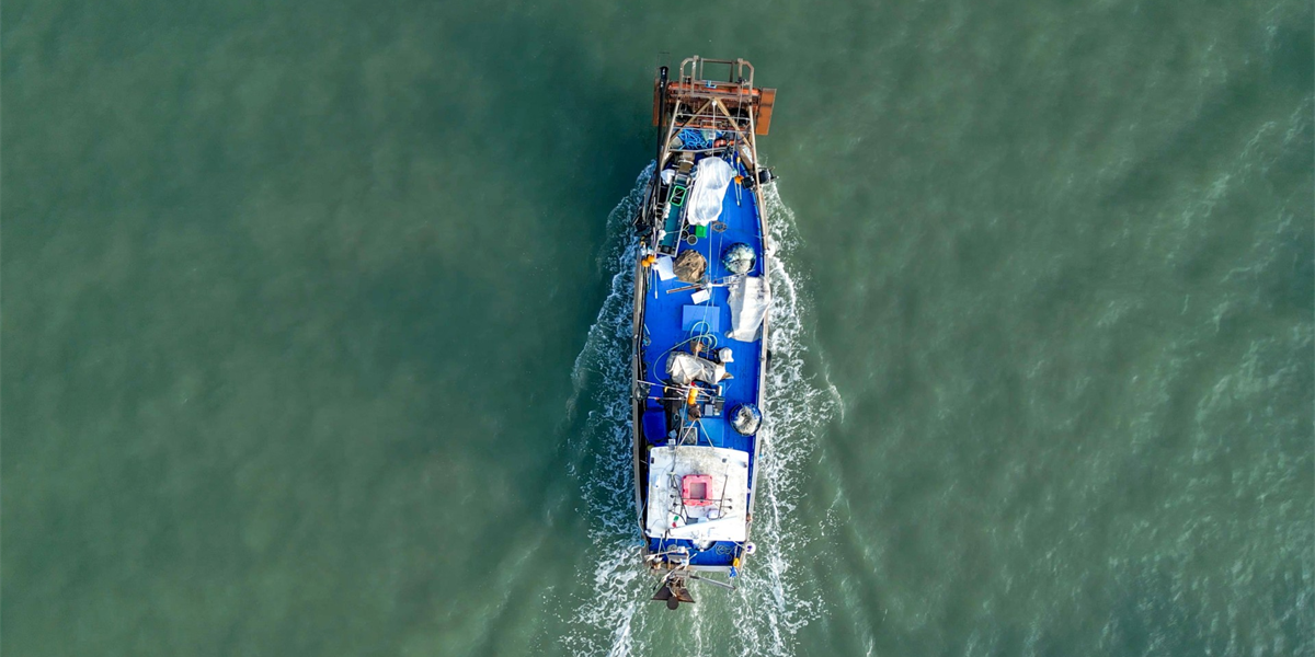 Crisi pesca in Friuli Venezia Giulia: l'invasione del granchio blu minaccia il settore