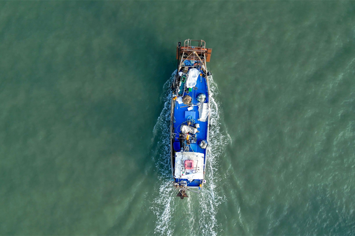 Crisi pesca in Friuli Venezia Giulia: l'invasione del granchio blu minaccia il settore