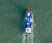 Crisi pesca in Friuli Venezia Giulia: l'invasione del granchio blu minaccia il settore