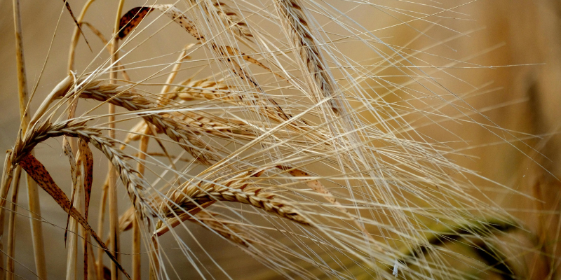 Crisi del grano duro, Drei al tavolo Masaf: “Premiare chi si aggrega e crea valore per gli agricoltori”