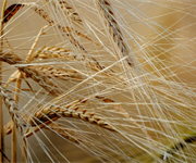 Crisi del grano duro, Drei al tavolo Masaf: “Premiare chi si aggrega e crea valore per gli agricoltori”