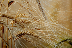 Crisi del grano duro, Drei al tavolo Masaf: “Premiare chi si aggrega e crea valore per gli agricoltori”