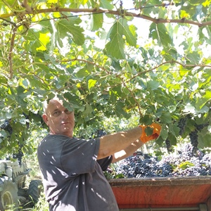 Molise, vendemmia con oltre quindici giorni di anticipo