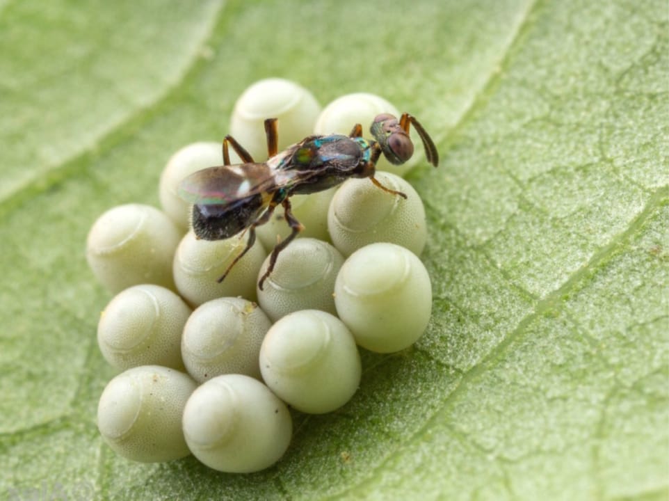 Cimice asiatica: Ital-frutta prova Anastatus, l’insetto antagonista
