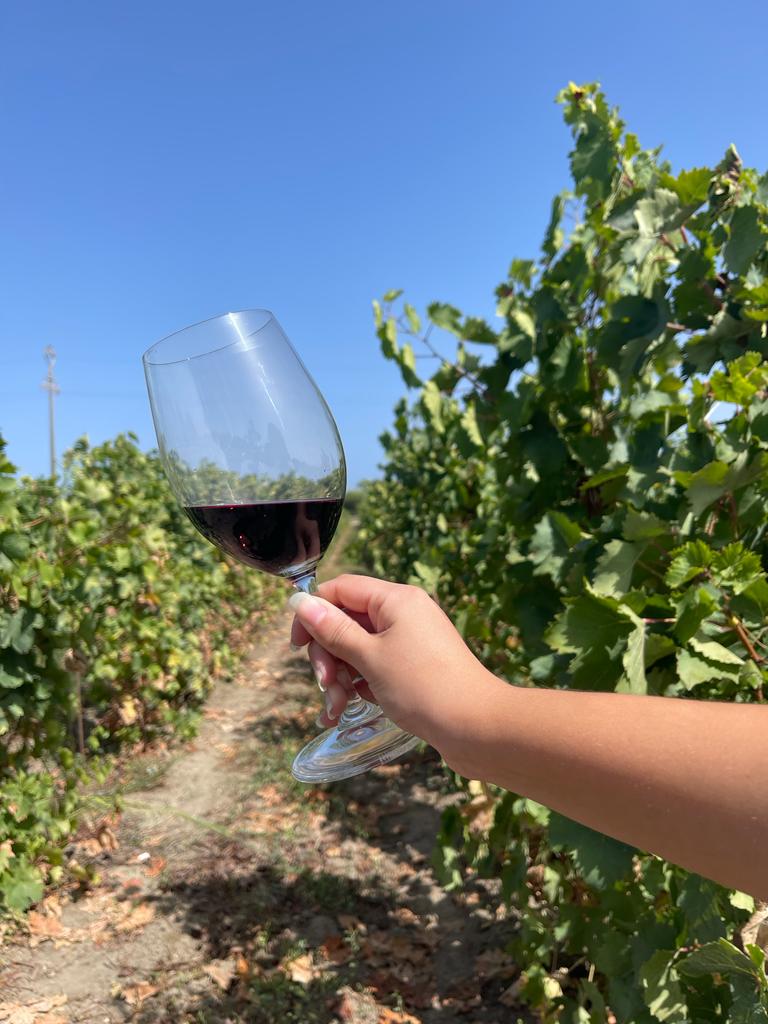 Vino Connect Sicilia, la nuova cooperativa di comunità che unisce oltre 30 cantine dell’isola