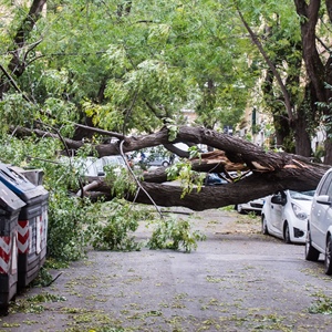 Alberi caduti, Fedagripesca Toscana: “Troppa burocrazia sulla manutenzione pagata dai privati”